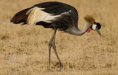 Obraz premium Grue couronnée, Balearica pavonina, Black Crowned Crane