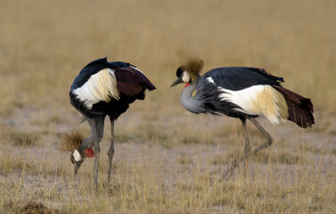 Naklejka premium Grue couronnée, Balearica pavonina, Black Crowned Crane