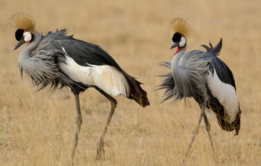 Obraz premium Grue couronnée, Balearica pavonina, Black Crowned Crane