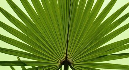 Fototapeta premium Palm leaf, green tropical foliage, palm frond, leafy background