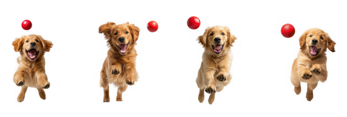 Four golden retriever puppies jumping to catch red balls isolated on transparent background