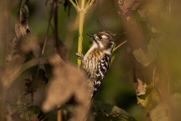 Bird hanging on a stem