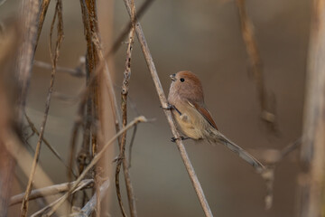bird sitting on a branch