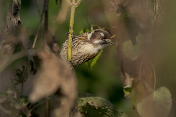 Bird hanging on a stem