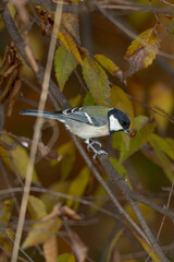 A bird with food in its beak