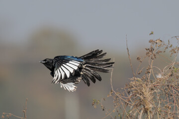 Bird flapping its wings