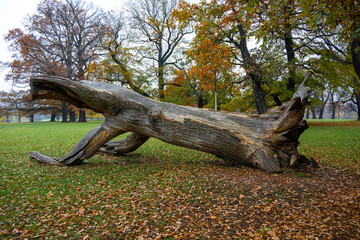 Umgestürzter großer Baumstamm im Park