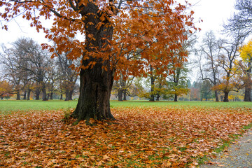 Herbstlich gefärbte Bäume im Park