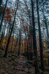 Obraz premium Red-Leaves Forest in Autumn – Southern Germany Bavarian Landscape Photograph