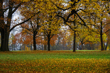 Herbstlich gefärbte Bäume im Park