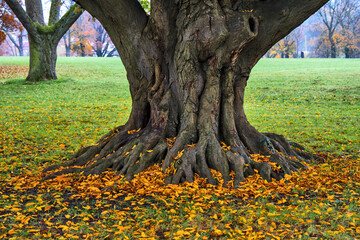 Nahaufnahme einer kräftigen Baumwurzel