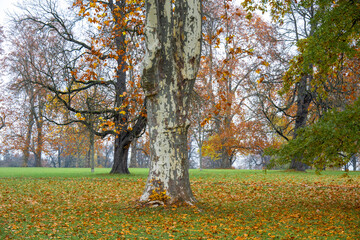 Herbstlich gefärbte Bäume im Park