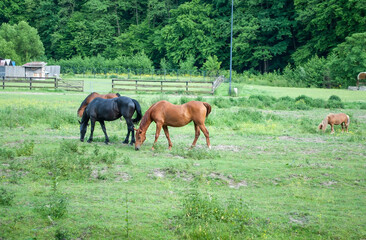 A green pasture with grazing bay horses on a sunny day. A summer rural landscape with domestic chestnut and black horses and a small pony grazing in the pasture