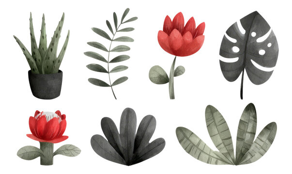 Fototapeta Colorful Botanical Illustrations of Various Plants Isolated on Transparent Background