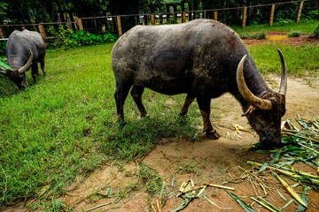 Parco naturale con bufali
