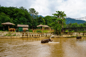 Elephant Natural Park