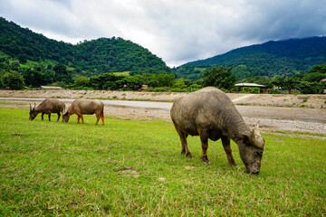 Parco naturale con bufali