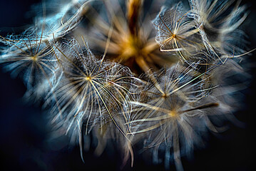 Light network of dandelion seeds in gentle motion
Interwoven filaments of dandelion seeds form an airy structure filled.
