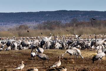 Common cranes