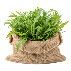 Fresh arugula greens in a burlap sack isolated on transparent background