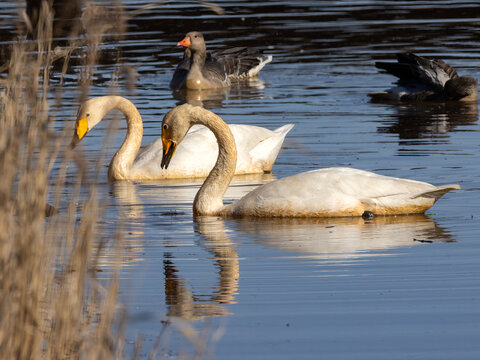 swan on the lake