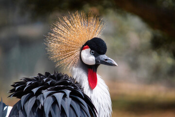 Naklejka premium Close-up profile portrait headshot of a Grey Crowned Crane with copyspace