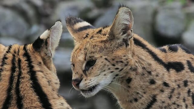 two beautiful servals in mating games