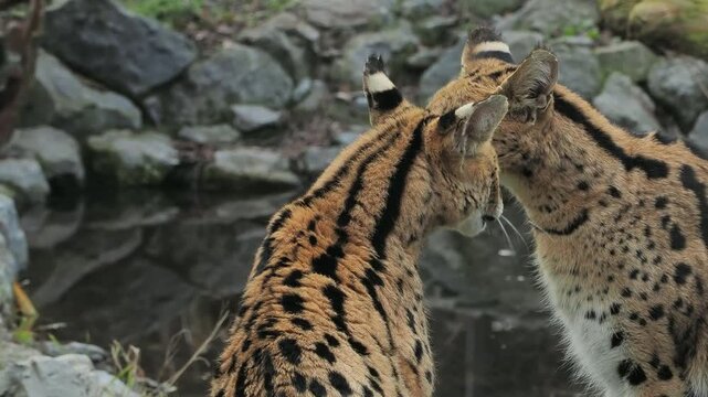 two beautiful servals in mating games