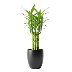 Lucky bamboo plant in a black pot isolated on transparent background