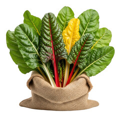 Bunch of colorful swiss chard in burlap bag isolated on transparent background