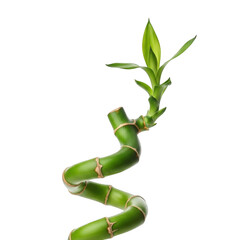 Lucky bamboo spiral stalk with green leaves isolated on transparent background