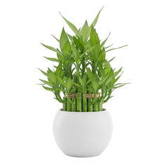 Lucky bamboo plant in white pot isolated on transparent background