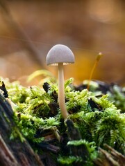Mushroom in moss in warm backlight macro shot