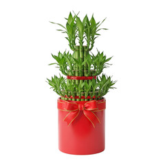 Lucky bamboo plant in a red pot with a bow isolated on transparent background