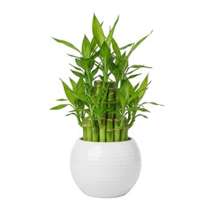 Lucky bamboo plant in a white pot isolated on transparent background