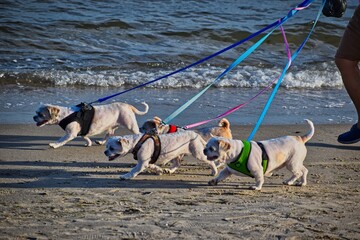 dogs walking the beach