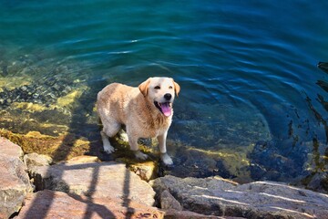 golden retriever puppy
