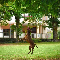dog jumping