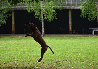 Dog playing outdoors