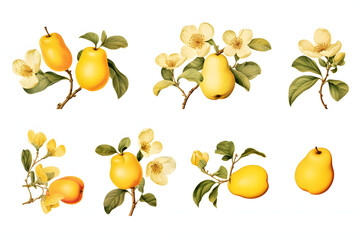 Botanical illustrations of ripe yellow quince fruits with delicate blossoms and leaves