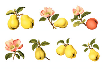 Vintage botanical illustrations of pears and peaches with delicate blossoms