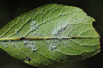 Hyalopterus pruni, the mealy plum aphid. A colony of wingless and winged individuals under a plum...