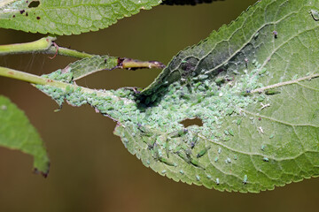 Hyalopterus pruni, the mealy plum aphid. A colony of wingless and winged individuals under a plum...