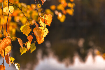 Golden birch leaves, changing color in sunlight, hanging from branches, creating a warm autumnal scene with a blurred dark water reflection in the background
