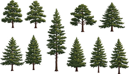 Evergreen trees illustration, coniferous forest design, pine and fir tree silhouettes, botanical diversity, nature elements, landscape art, foliage texture © Frd Art
