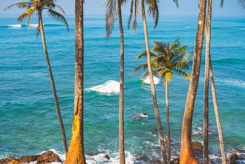 Tropical palm trees on sunny ocean coast with blue water and scenic island view in Sri Lanka