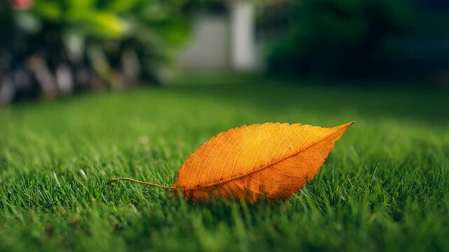 An orange leaf lies on fresh green grass, creating a striking contrast and evoking a sense of seasonal change. The scene captures the beauty of nature and the arrival of autumn