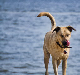 dog on the beach