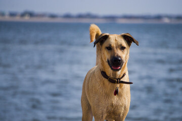 dog on the beach