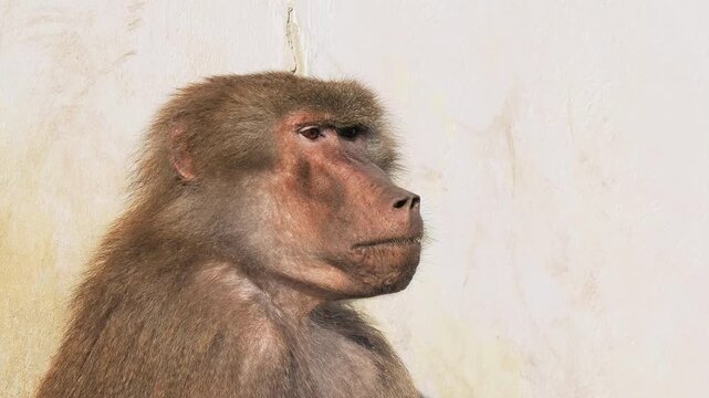 portrait of papio Hamadryas on a white background, slow motion
